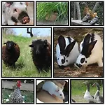 Le Nid Du Pic à La Caneda - Nature- Animaux Sarlat-la-Canéda